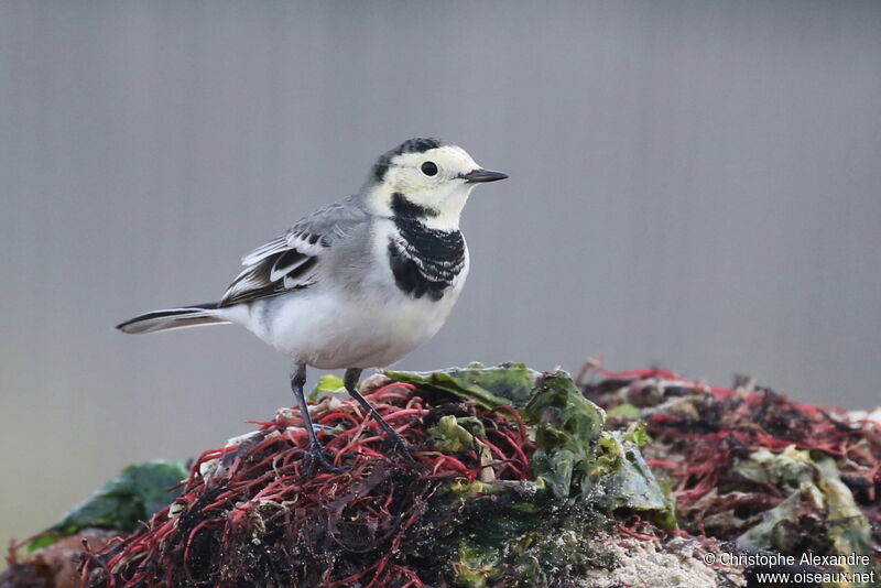 White Wagtailadult post breeding