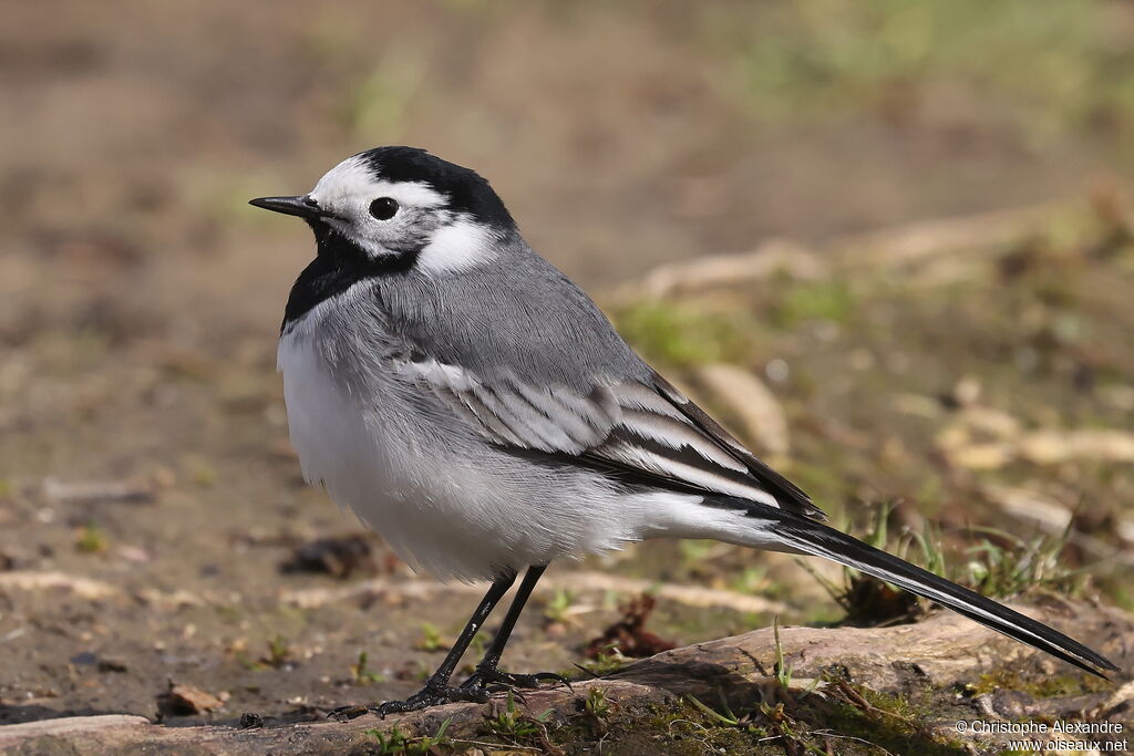 Bergeronnette grise mâle adulte nuptial