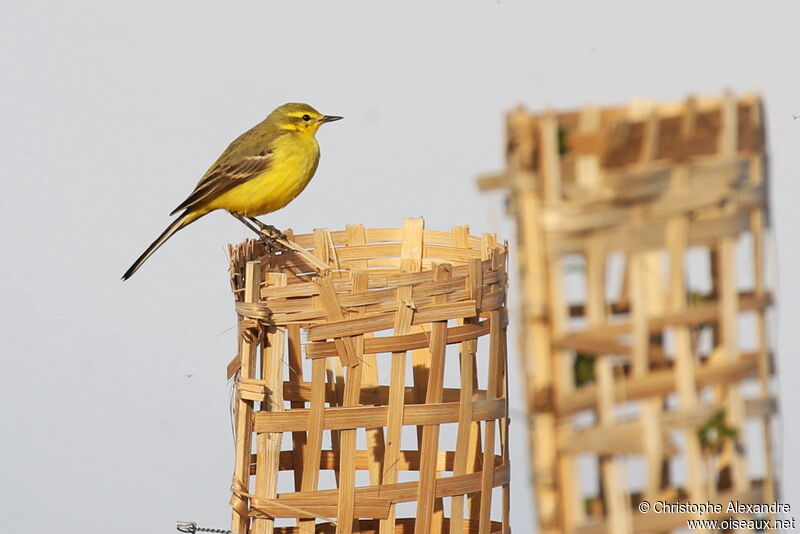 Western Yellow Wagtail