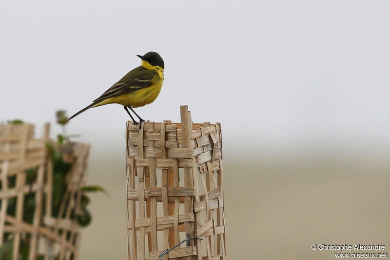 Western Yellow Wagtail