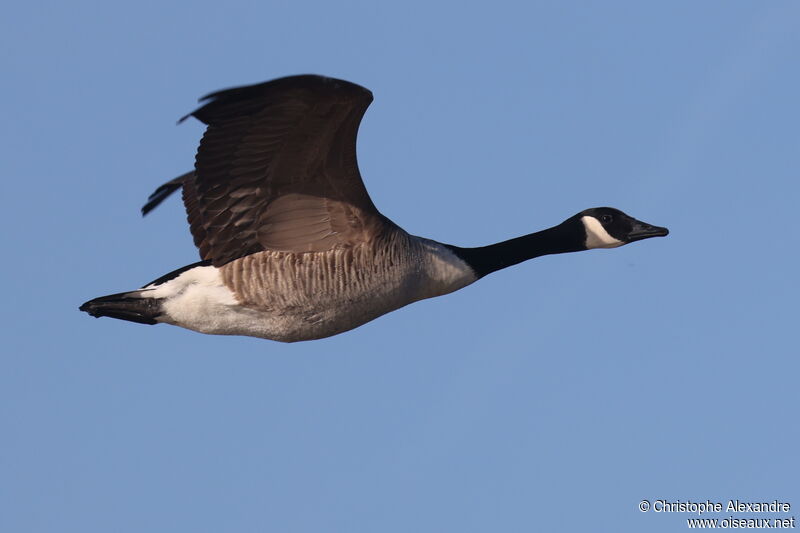 Canada Gooseadult, Flight