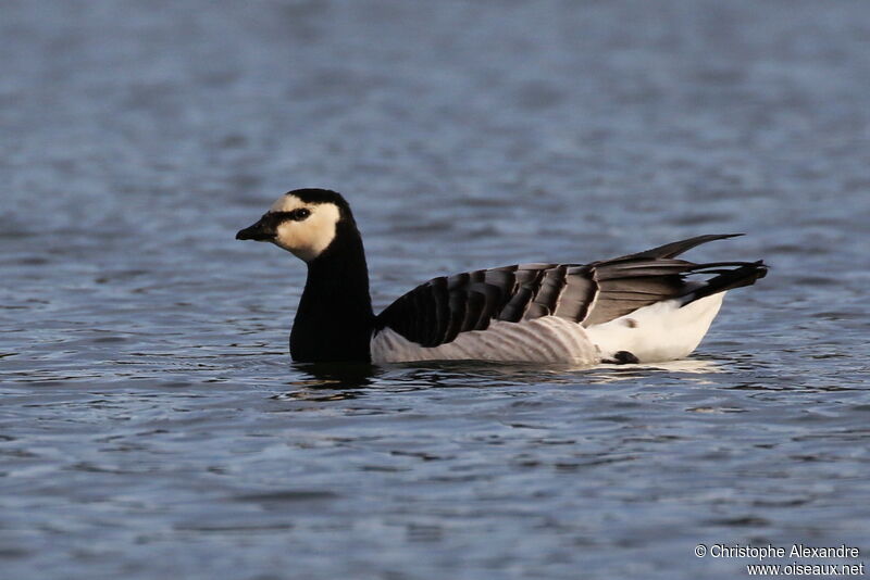 Barnacle Gooseadult