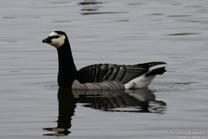 Barnacle Gooseadult