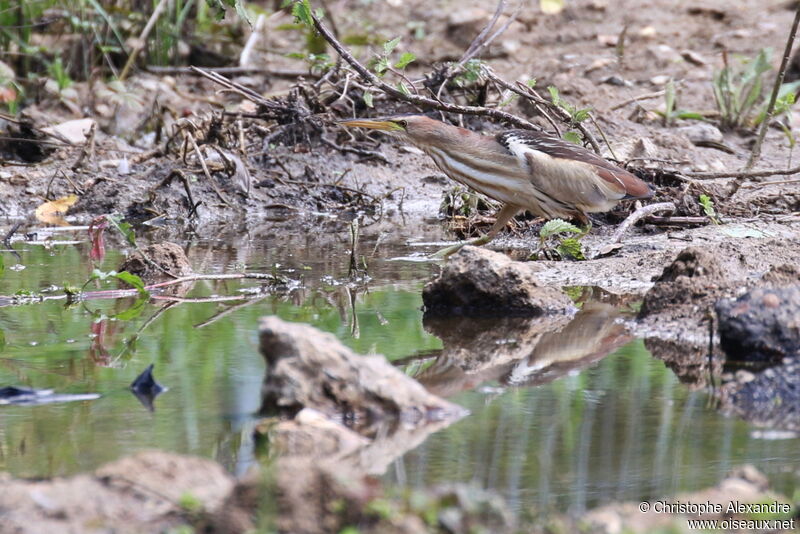 Little Bittern female adult