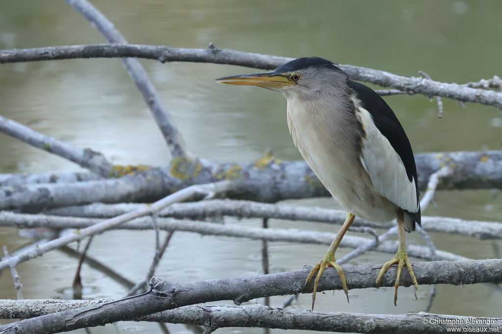 Little Bittern male adult