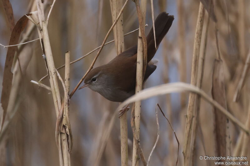 Cetti's Warbleradult