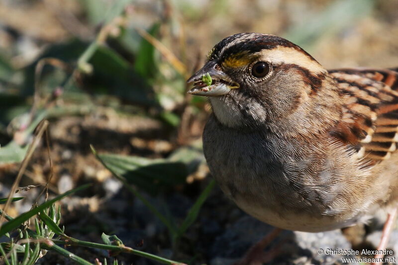 White-throated Sparrowadult, close-up portrait