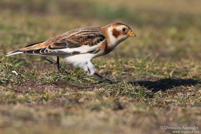 Snow Bunting male adult post breeding, identification