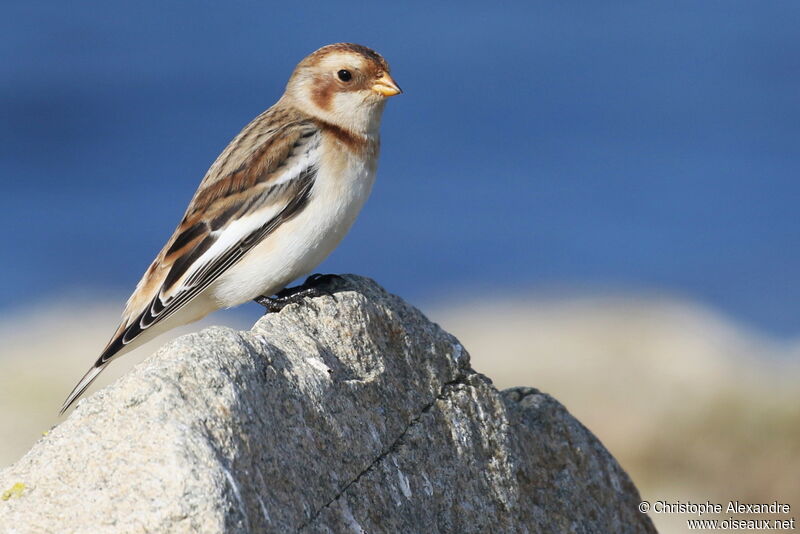 Snow Bunting female adult