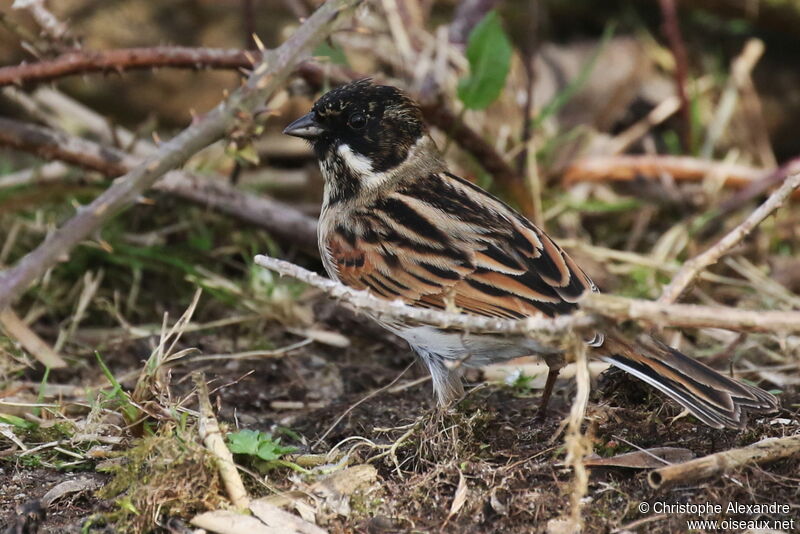 Common Reed Bunting male adult