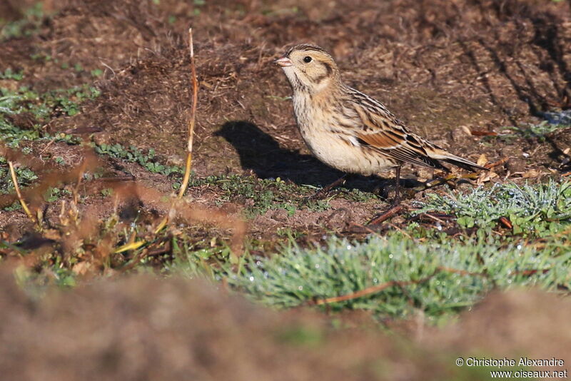 Lapland Longspuradult post breeding