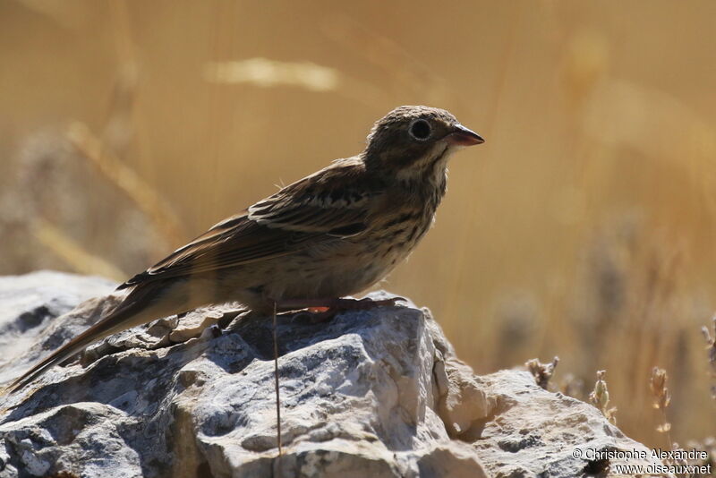 Ortolan BuntingFirst year