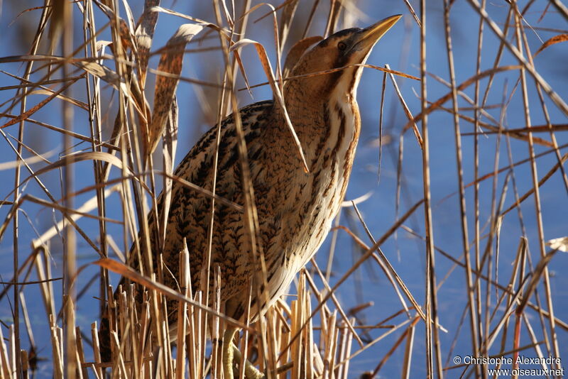 Eurasian Bitternadult