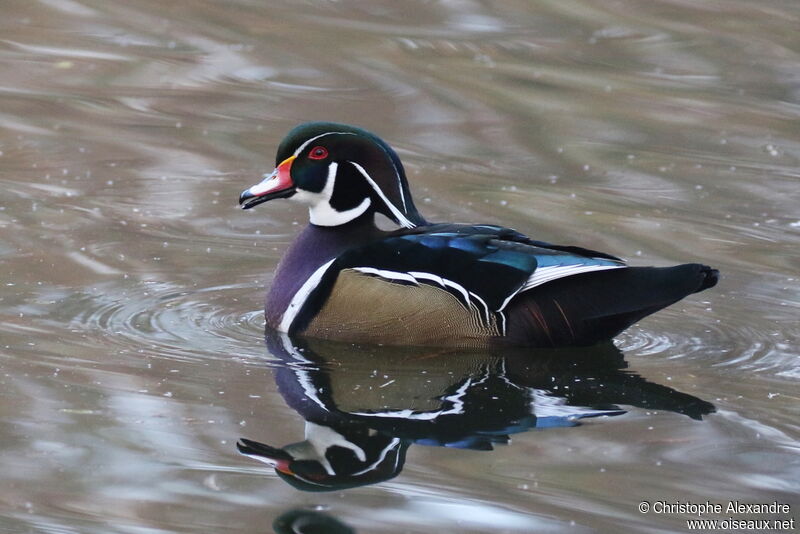 Canard carolin mâle adulte