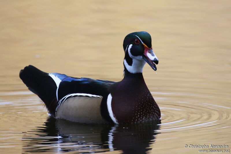 Canard carolin mâle adulte