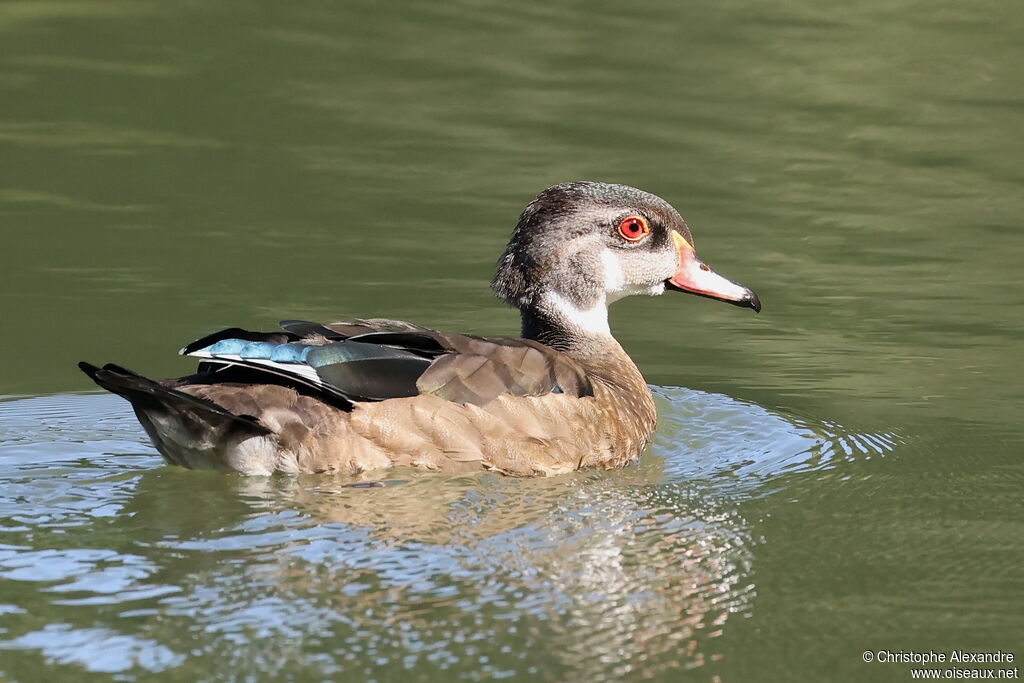 Canard carolin mâle adulte internuptial