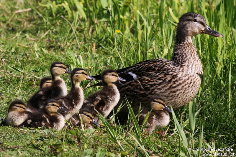 Mallard