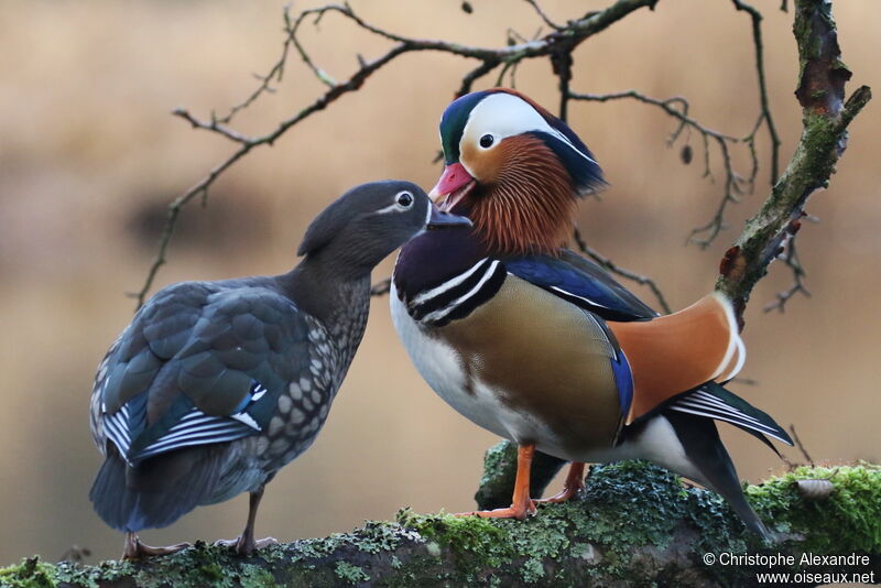 Mandarin Duckadult