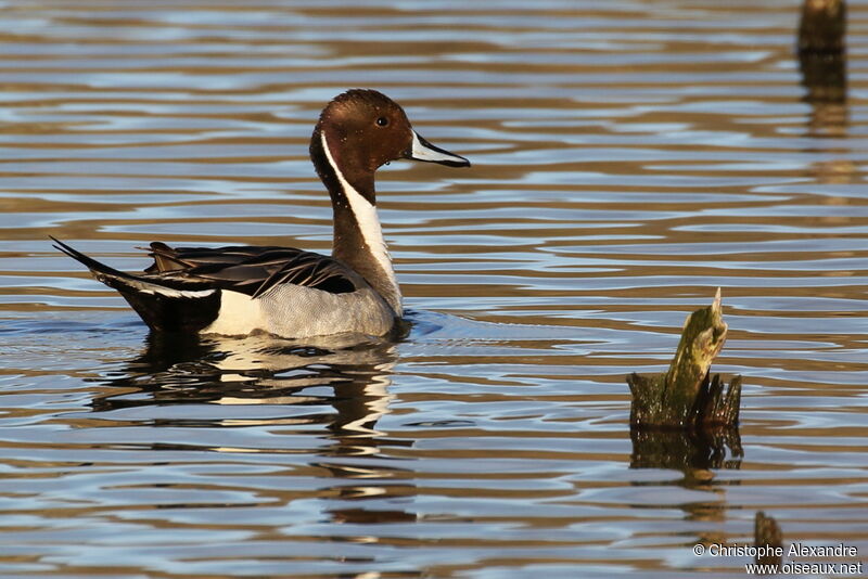 Northern Pintail male adult