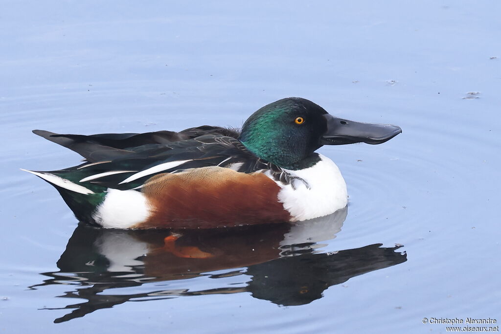 Canard souchet mâle adulte