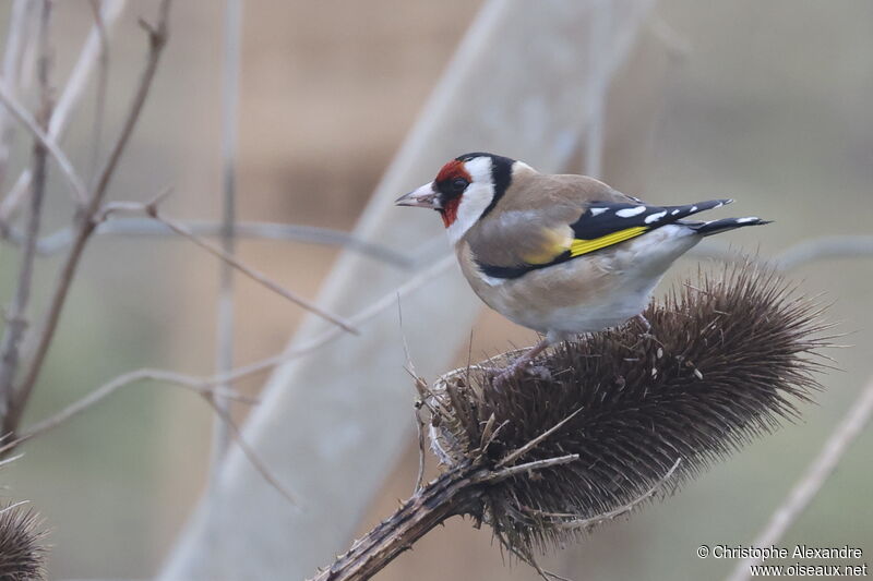 Chardonneret élégantadulte