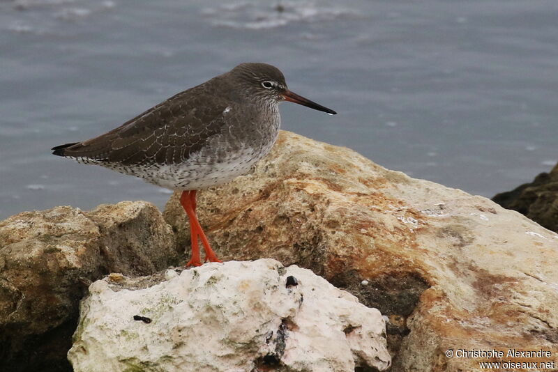 Common Redshankadult post breeding