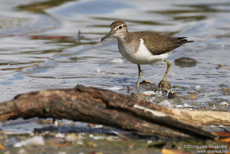 Common Sandpiperadult post breeding