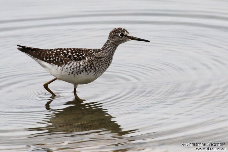 Wood Sandpiperadult breeding