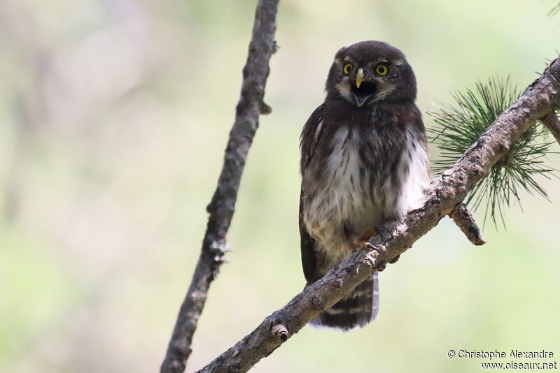 Eurasian Pygmy Owljuvenile