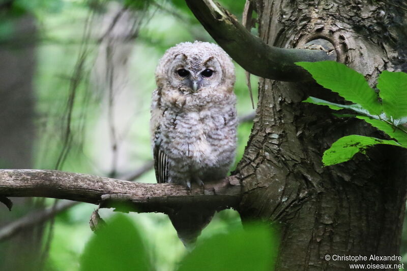 Tawny Owljuvenile