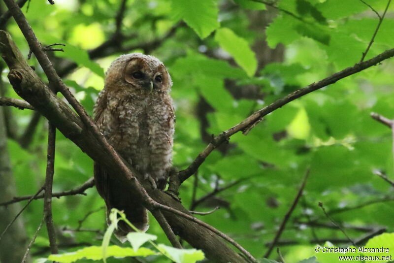 Chouette hulottejuvénile