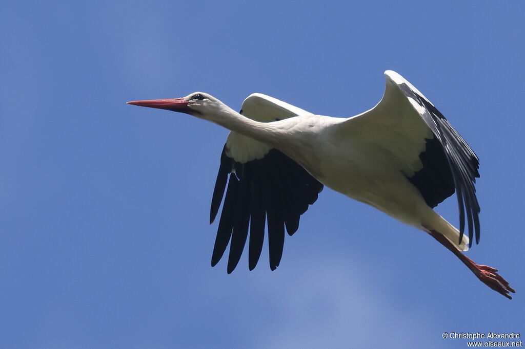 Cigogne blanche