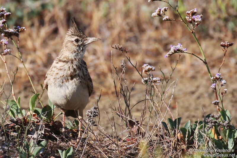 Crested Larkadult