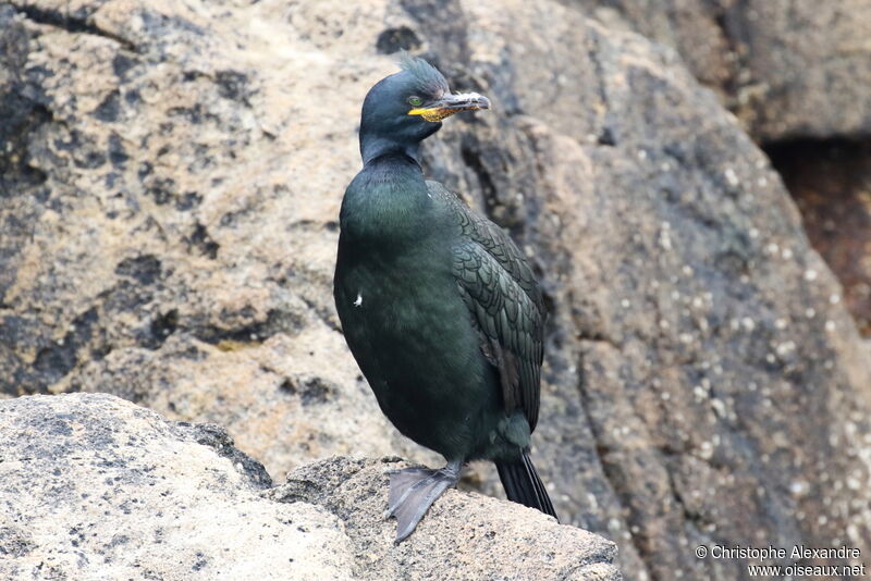 Cormoran huppéadulte nuptial