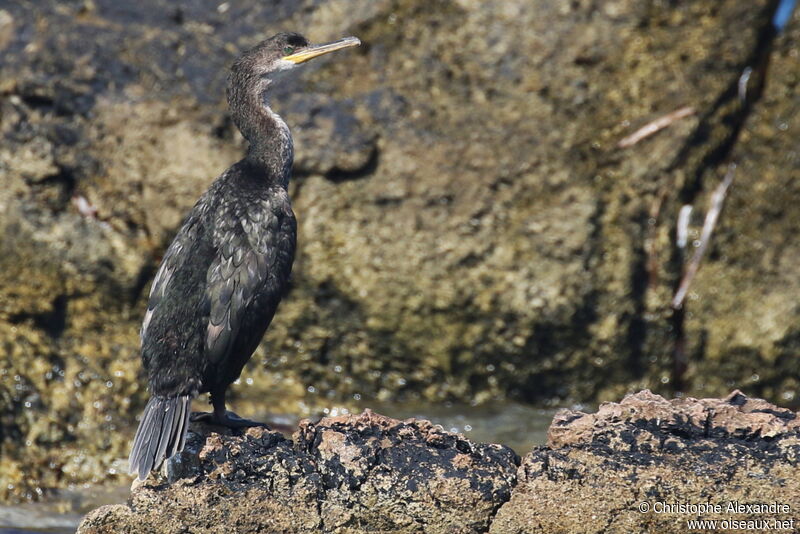 Cormoran huppé1ère année