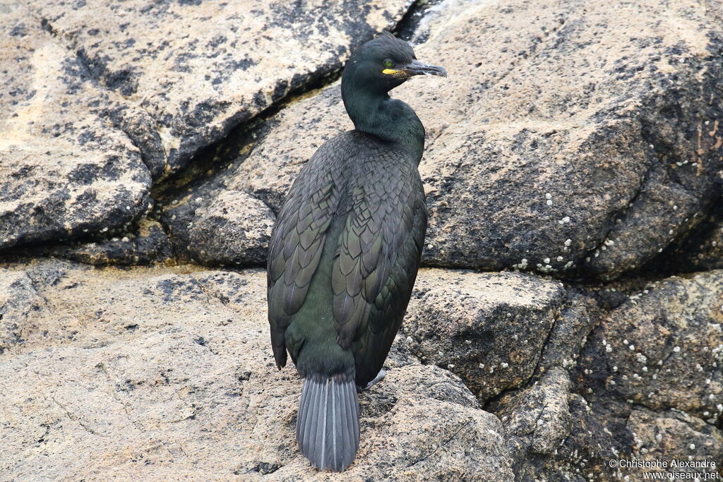 Cormoran huppéadulte nuptial