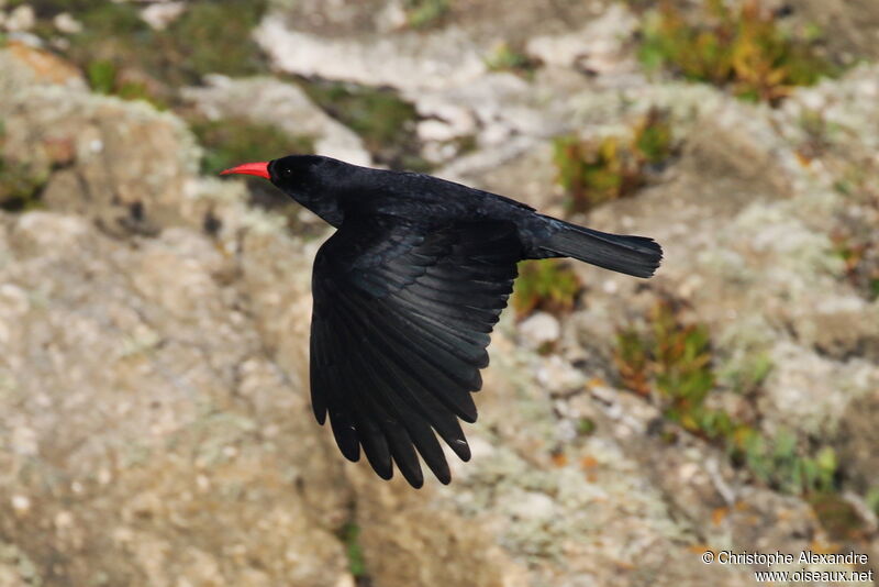 Red-billed Choughadult