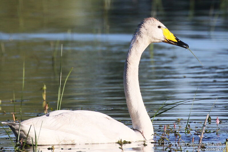 Cygne chanteurimmature