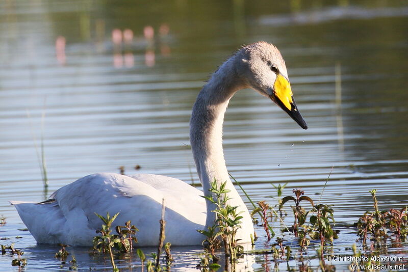 Cygne chanteurimmature