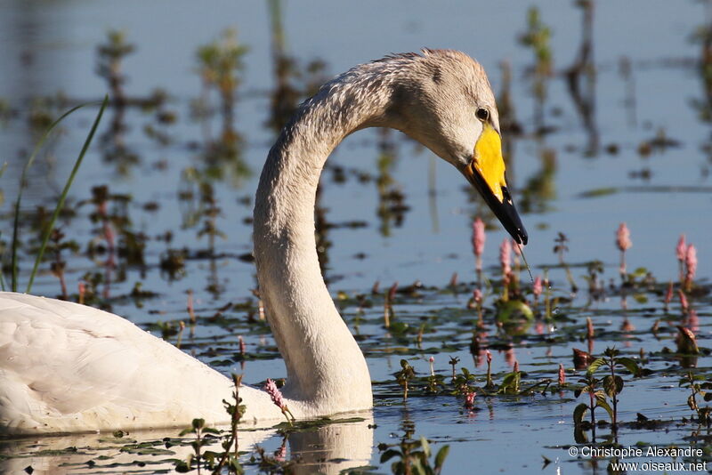 Cygne chanteurimmature