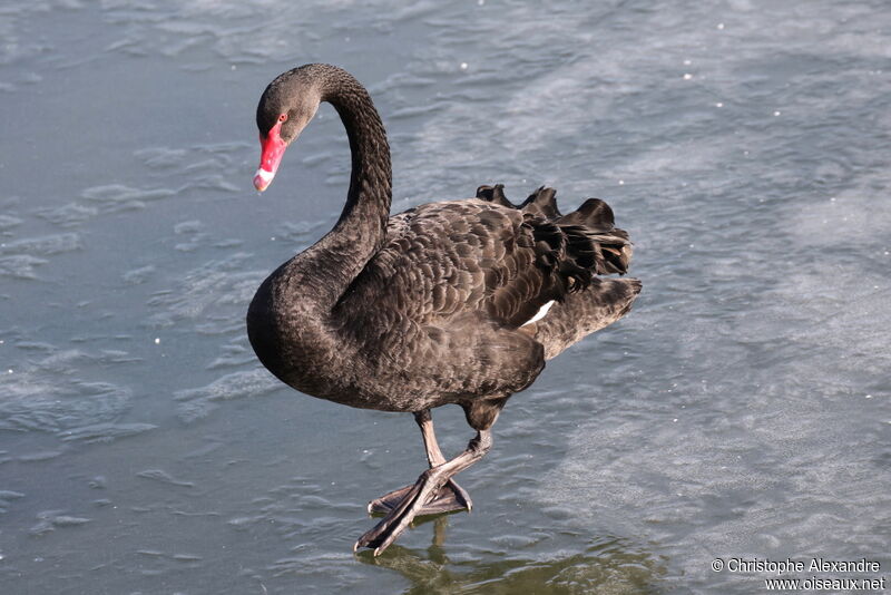 Black Swanadult