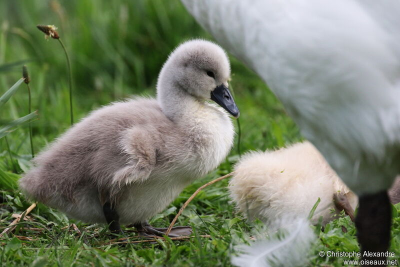 Cygne tuberculéPoussin