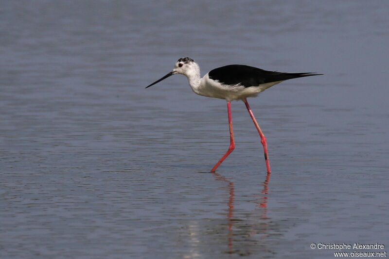 Black-winged Stilt male adult