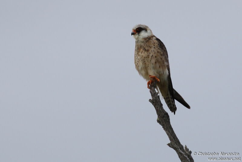 Red-footed Falconjuvenile