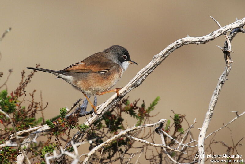 Spectacled Warbler male adult