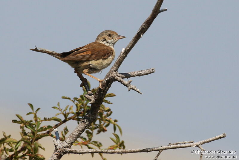 Common Whitethroat female adult