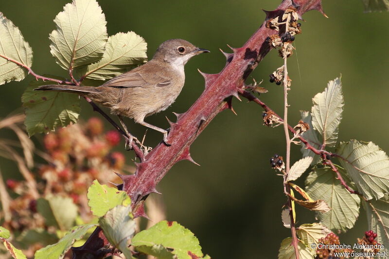 Sardinian Warblerjuvenile