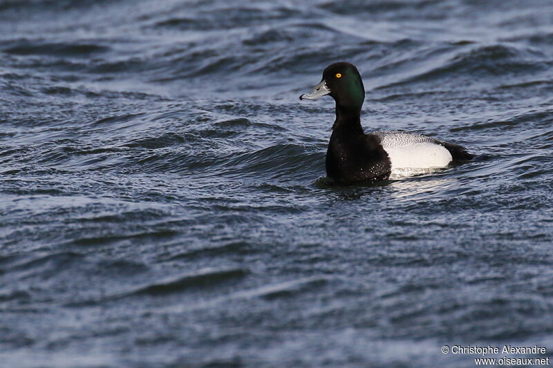 Lesser Scaup male adult