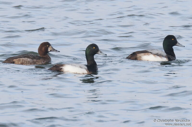 Greater Scaup