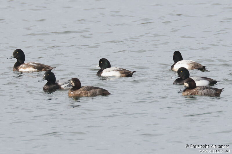 Greater Scaup